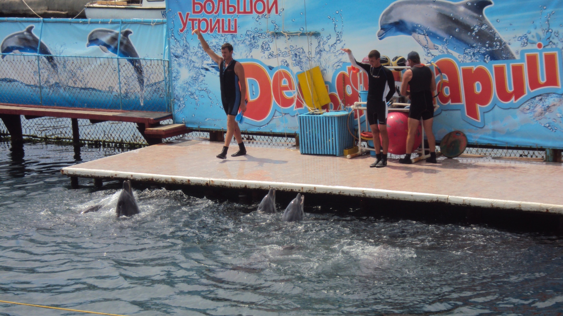 Утро в дельфинарии обои