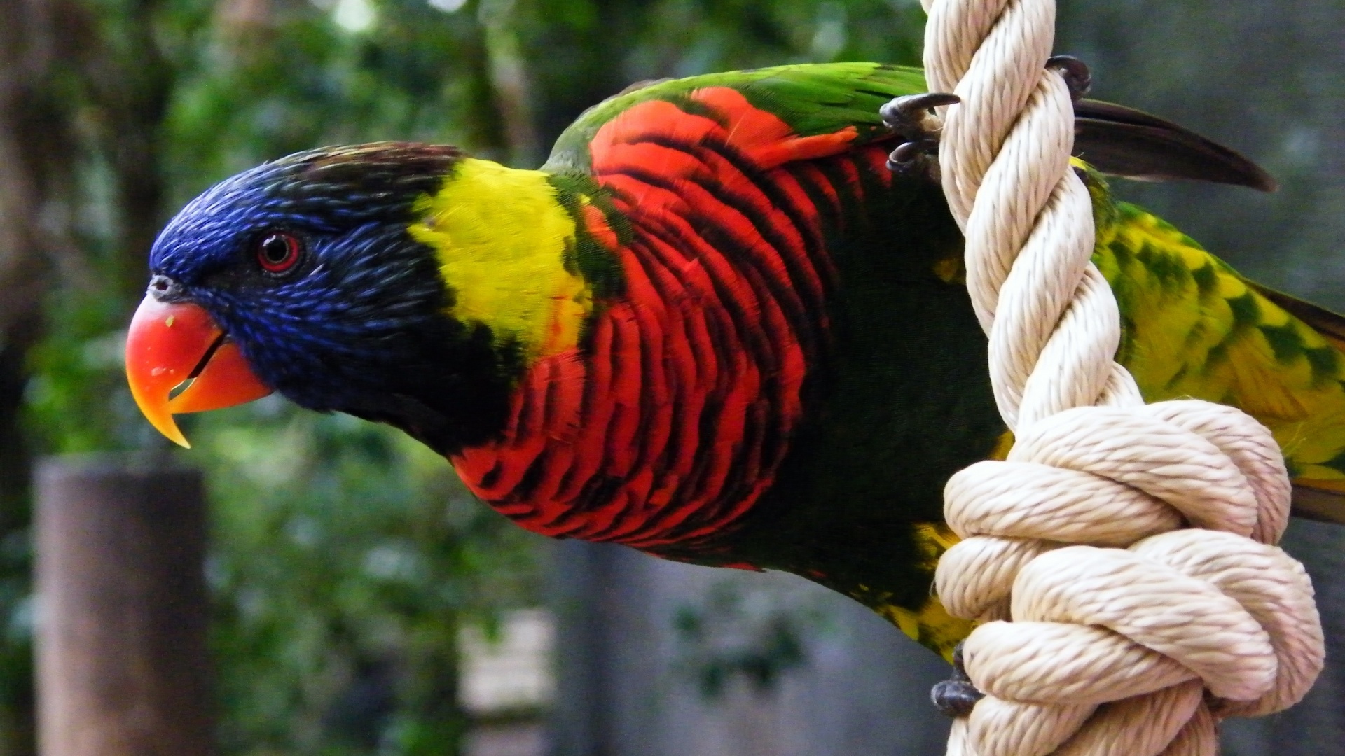 Попугай на канате обои