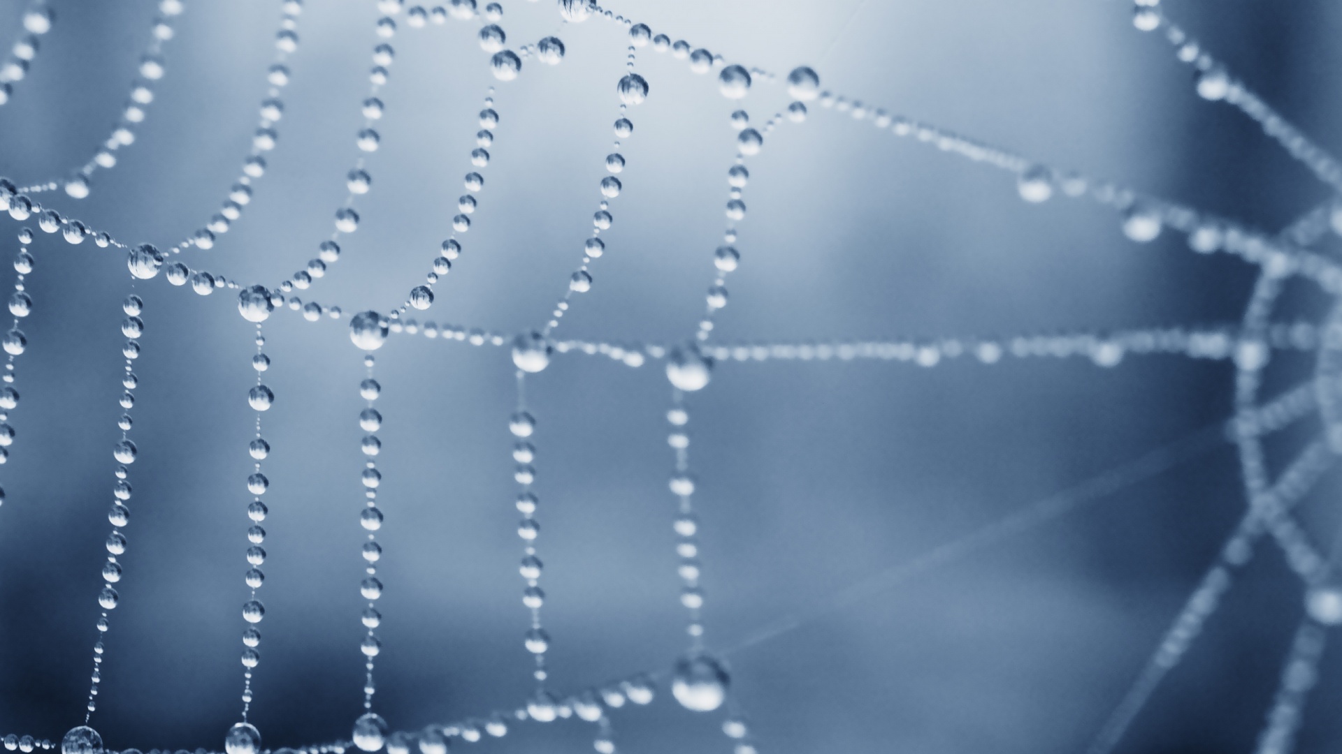 Капли росы на паутине обои