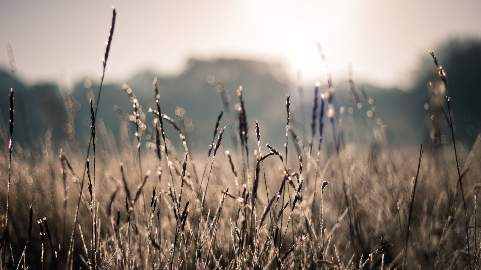 Поле пшеницы обои
