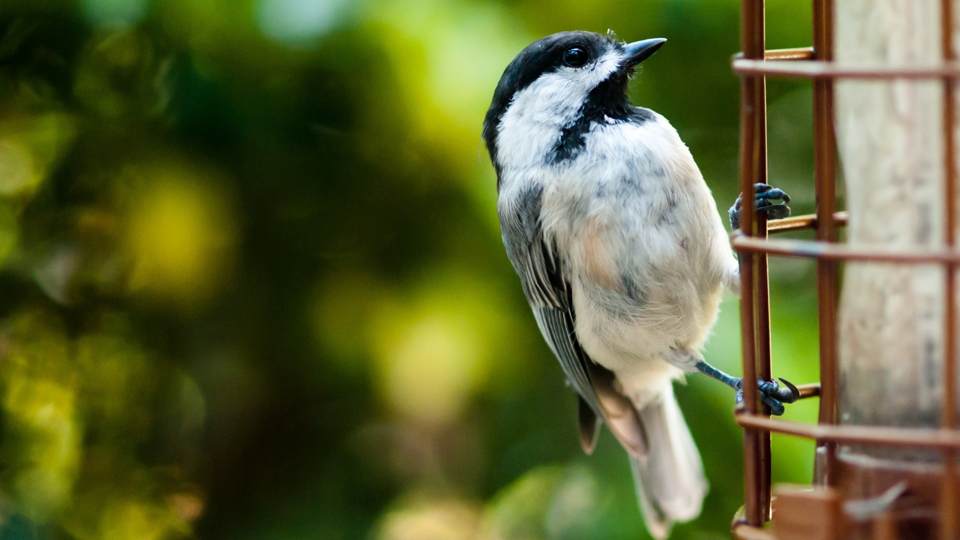 Птичка обои