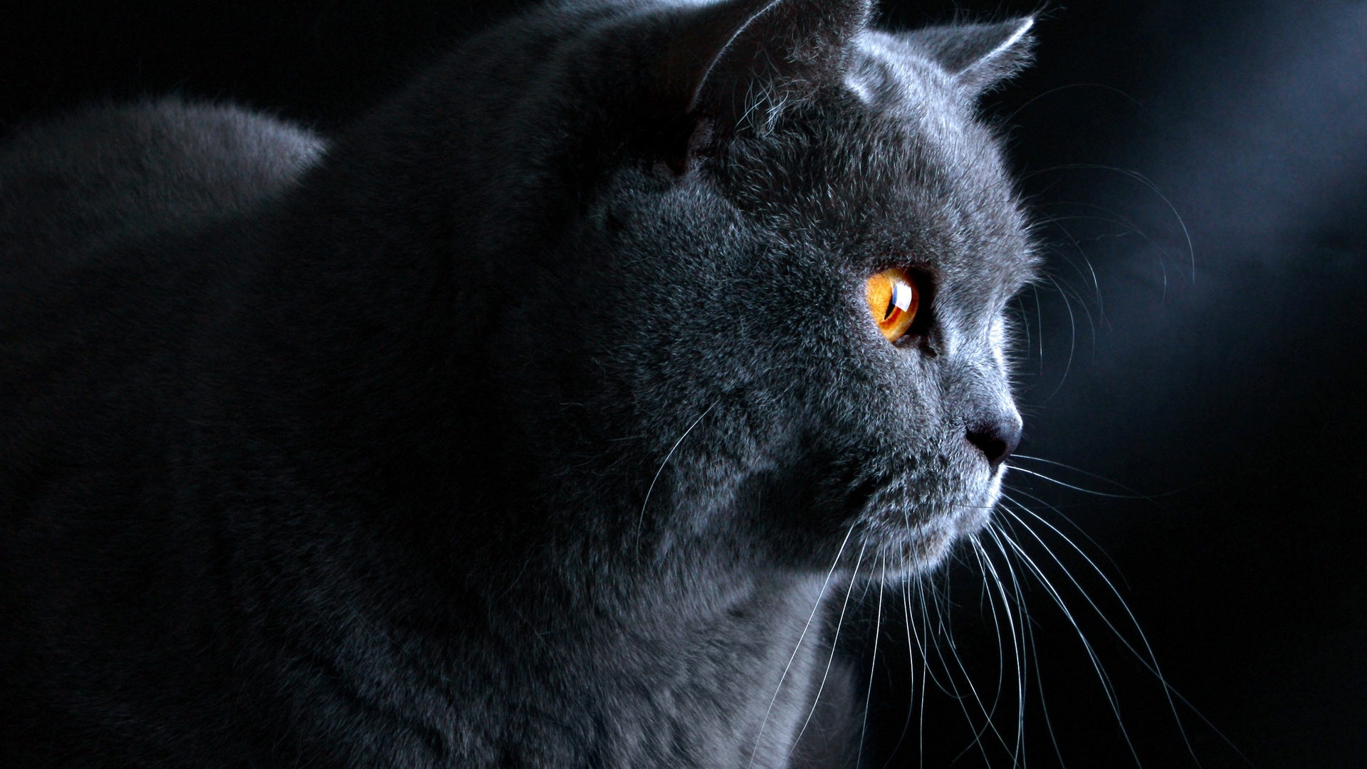 Плюшик  обои