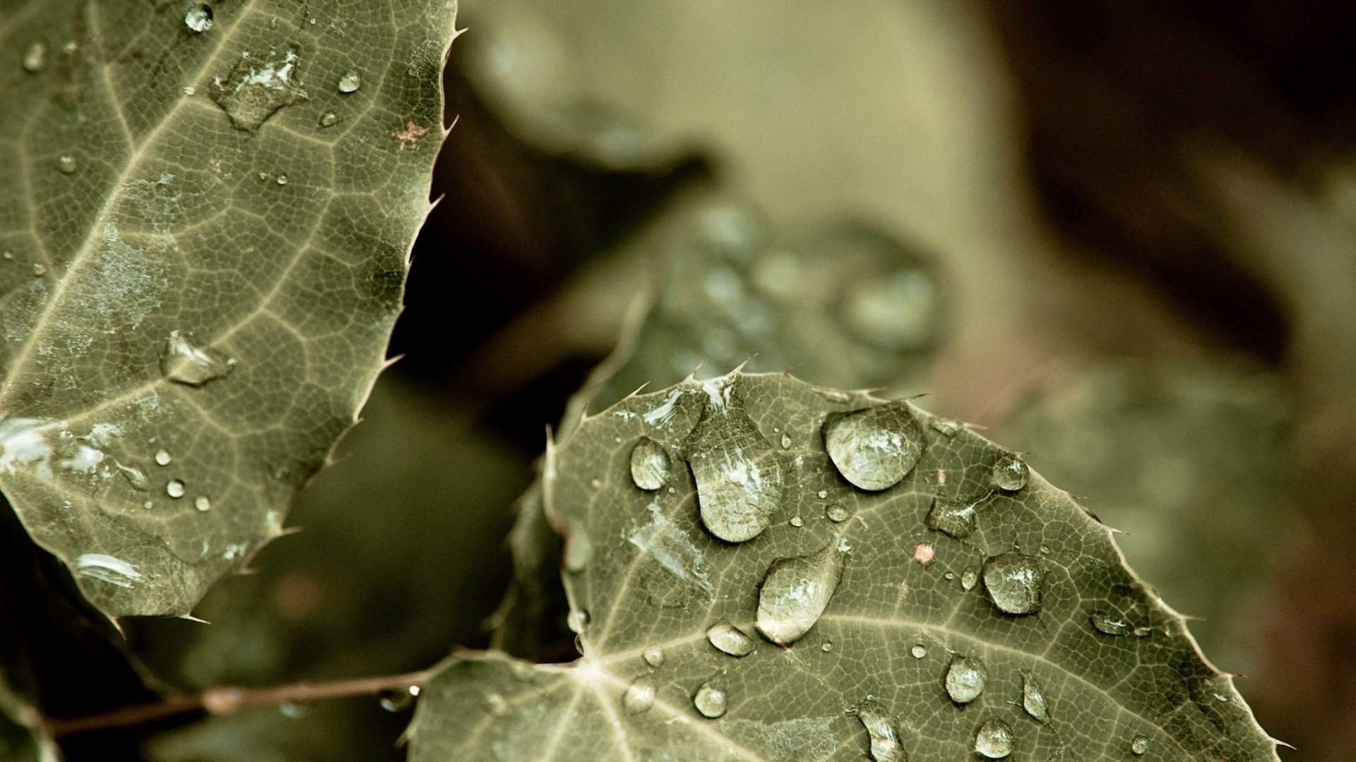 Капельки росы на листьях обои