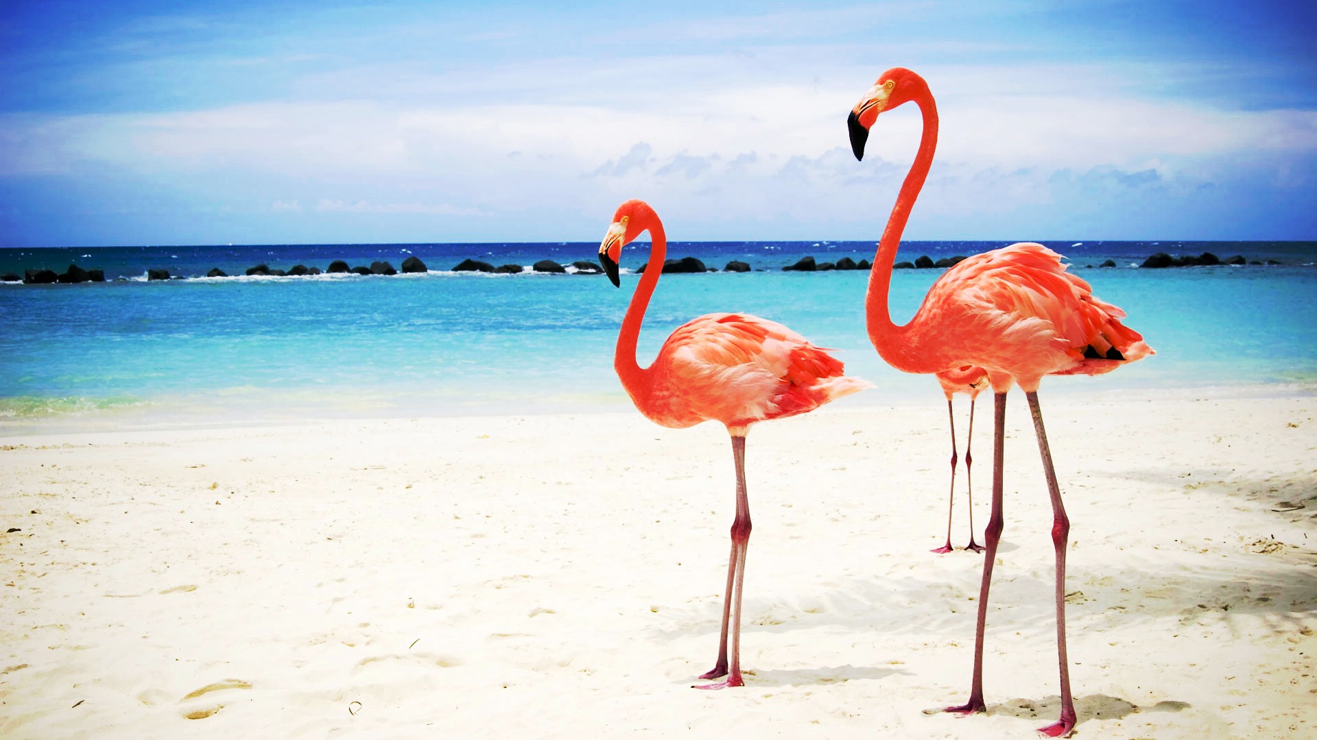 Розовые фламинго на пляже обои