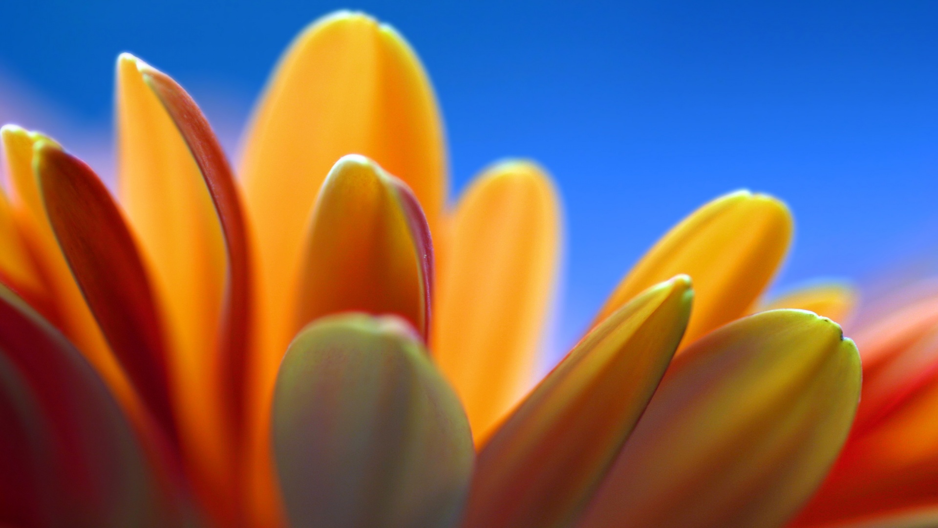 Лепестки хризантемы обои