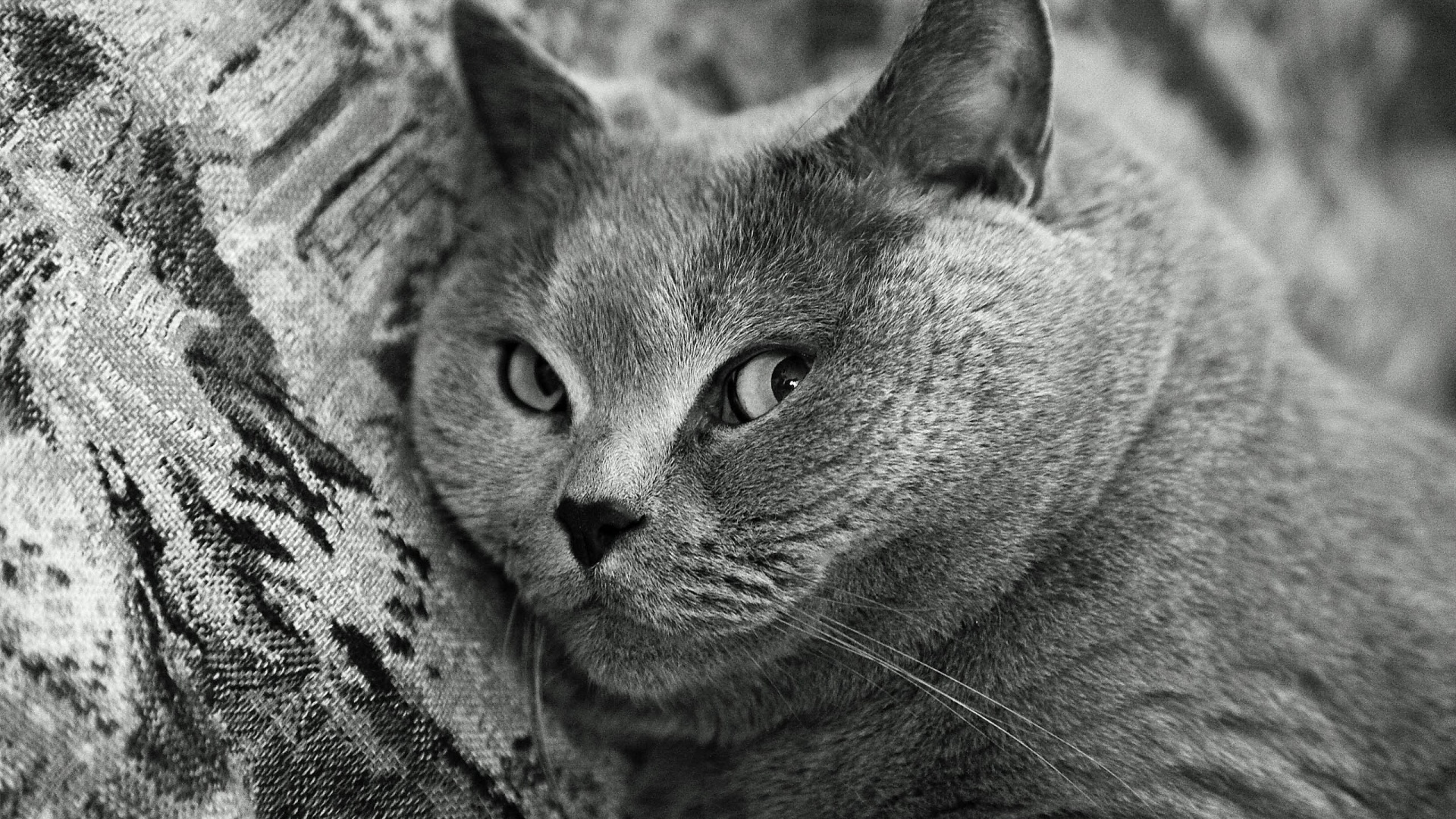 Щекастый британский котик обои