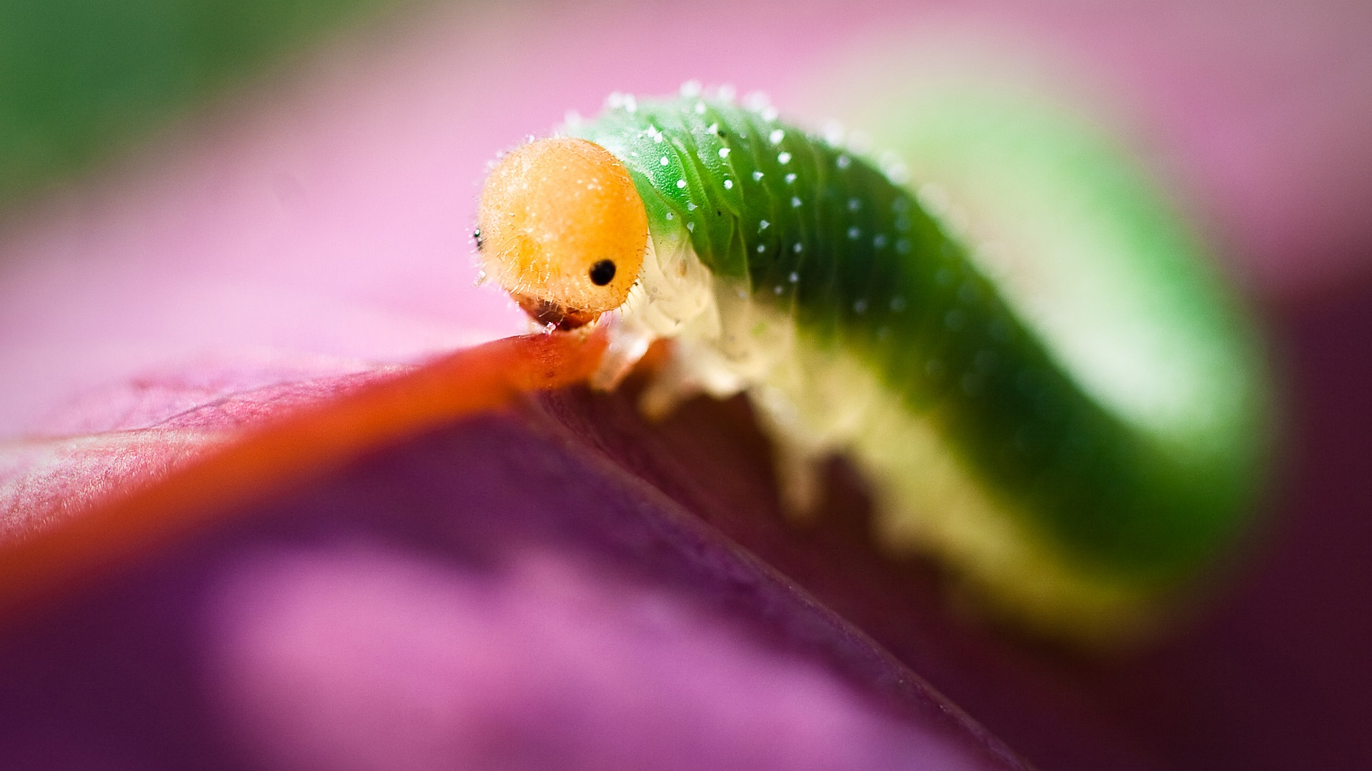 Гусеница бабочки на лепестке обои