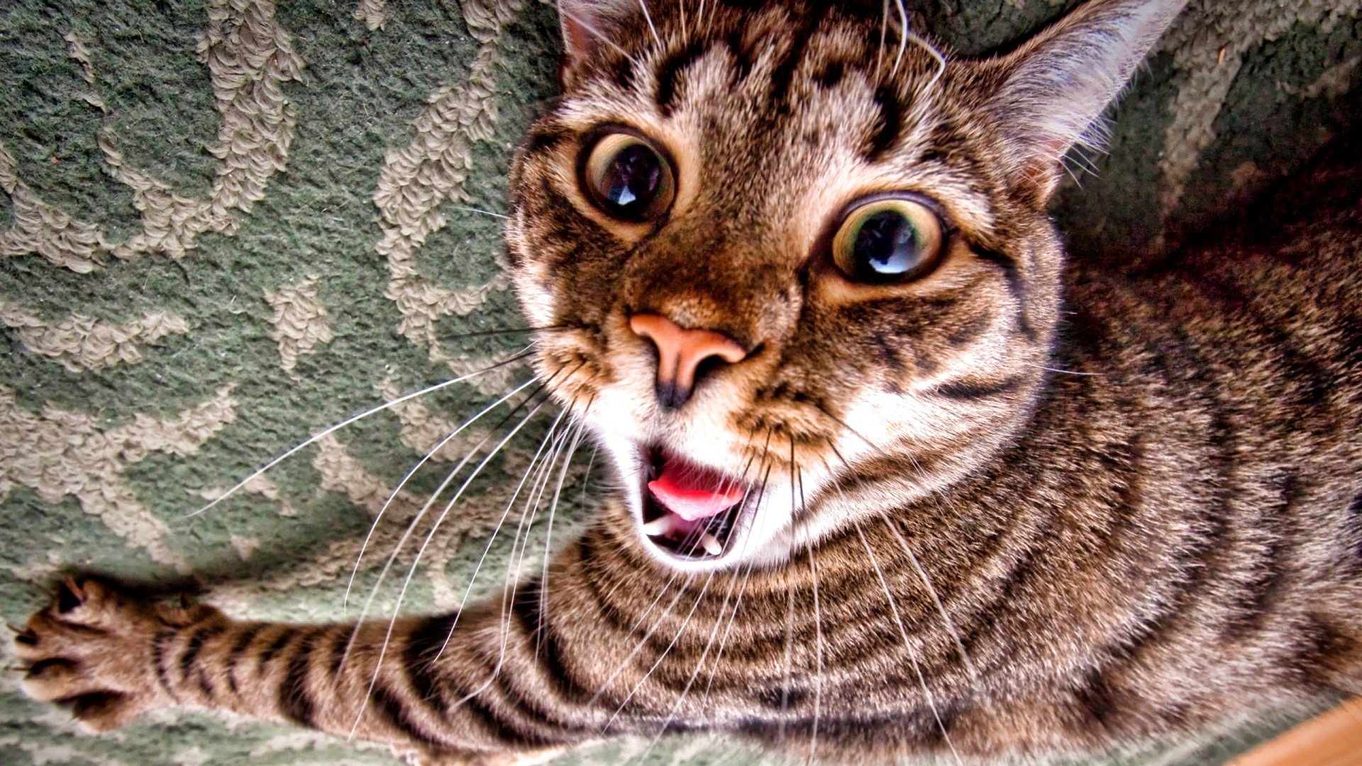 Спалившийся на ковре кошак обои