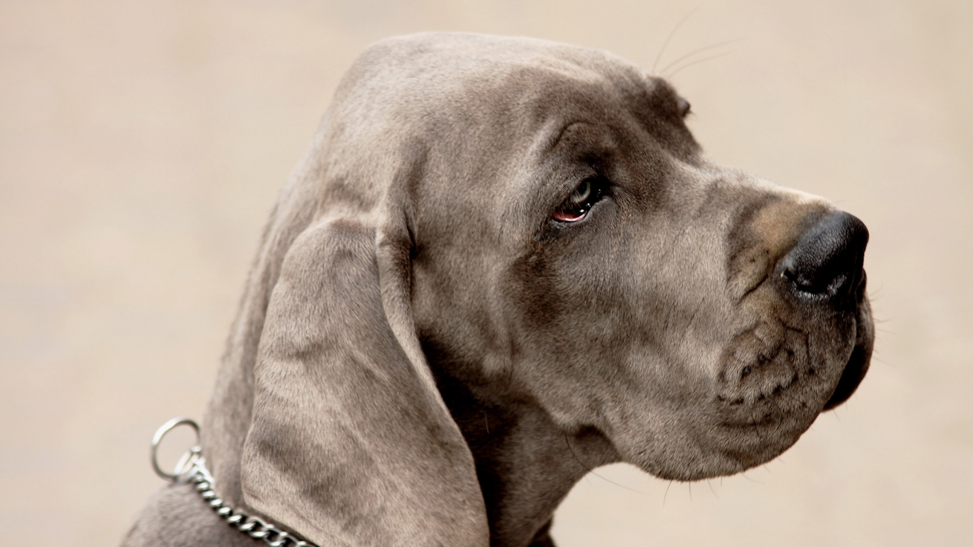 Грустная собака обои