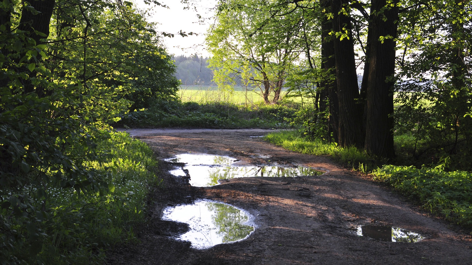 Лесная дорога обои