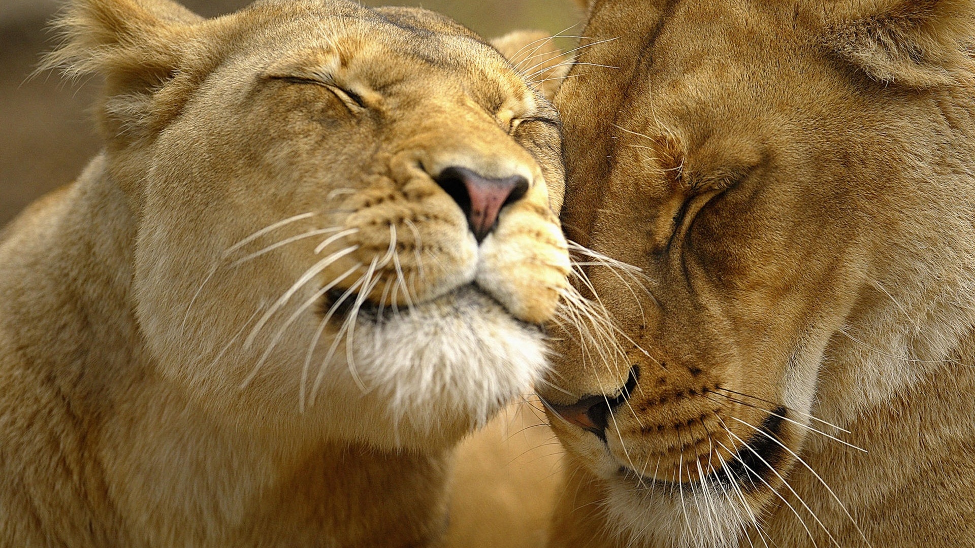 Нежные львы обои