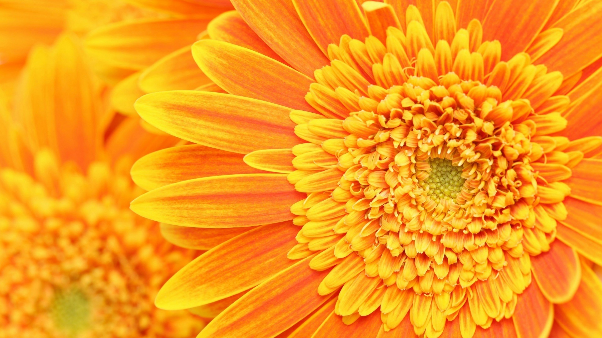 Большой оранжевый гербер обои