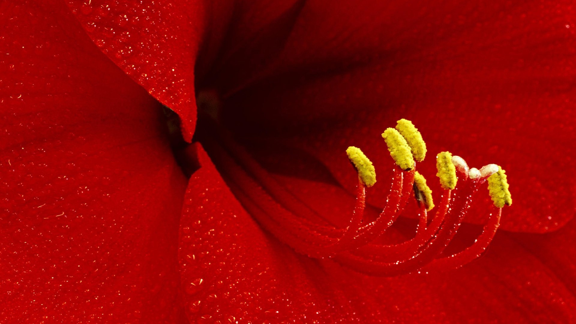 Красная манящая лилия обои