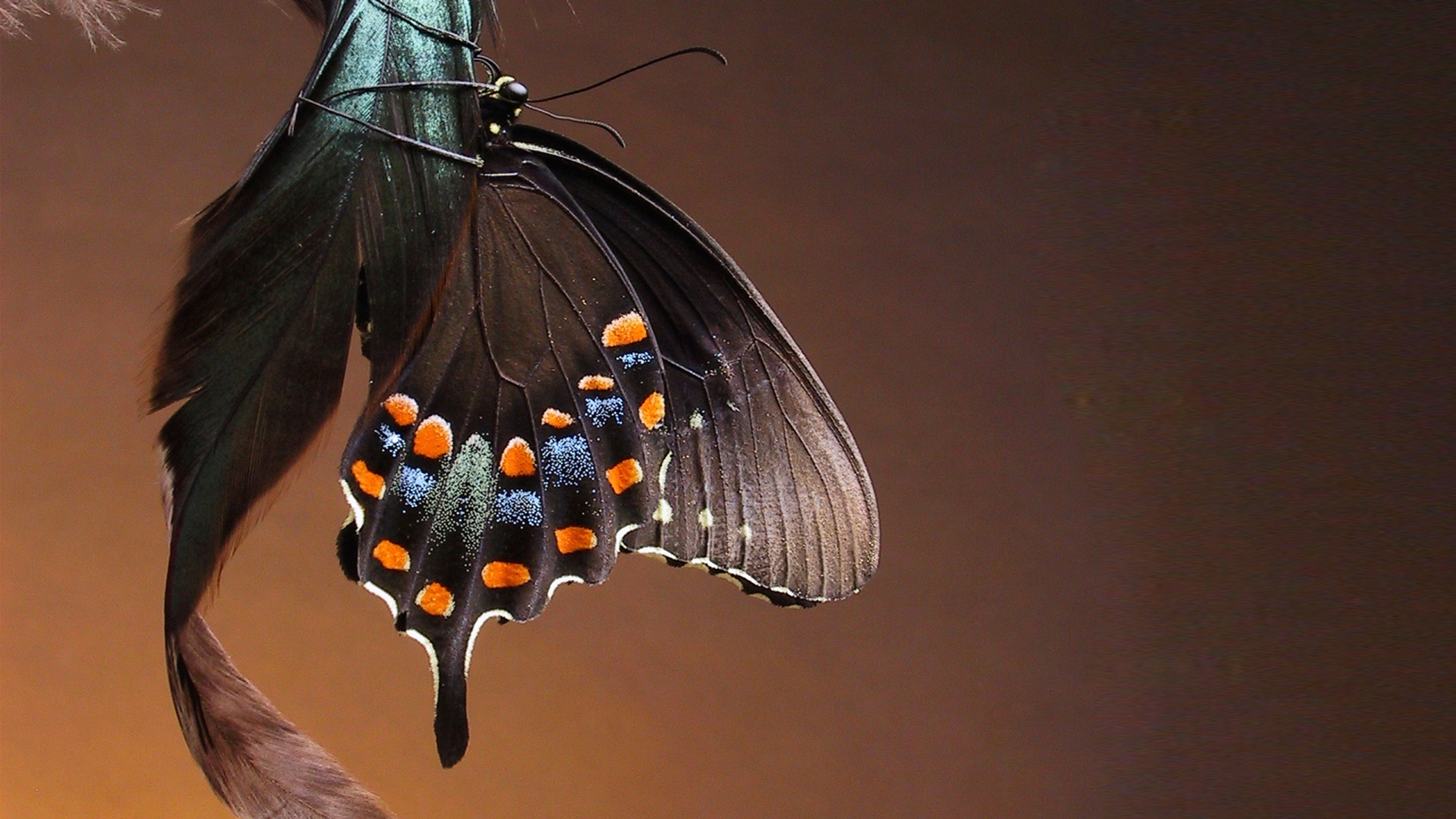 Красивая бабочка обои
