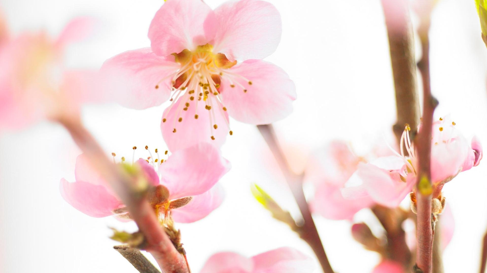 Нежные розовые цветы обои