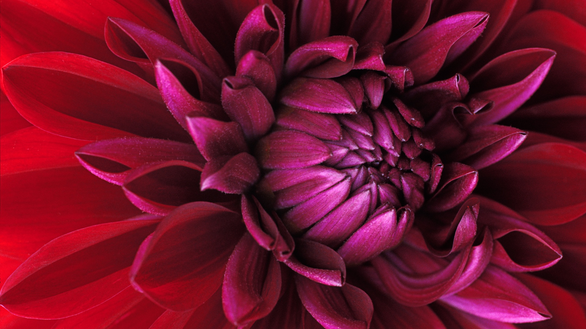 Цветок обои