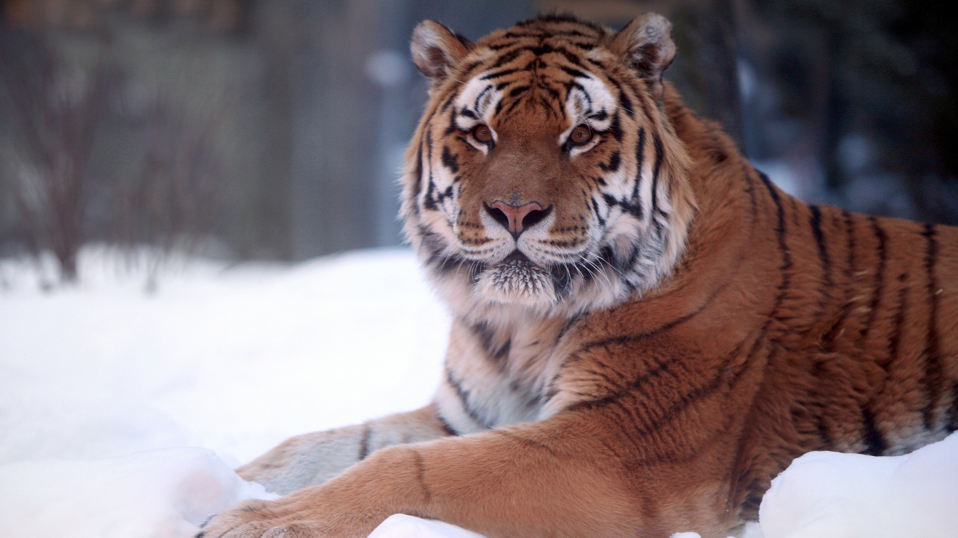 Тигр в снегу обои