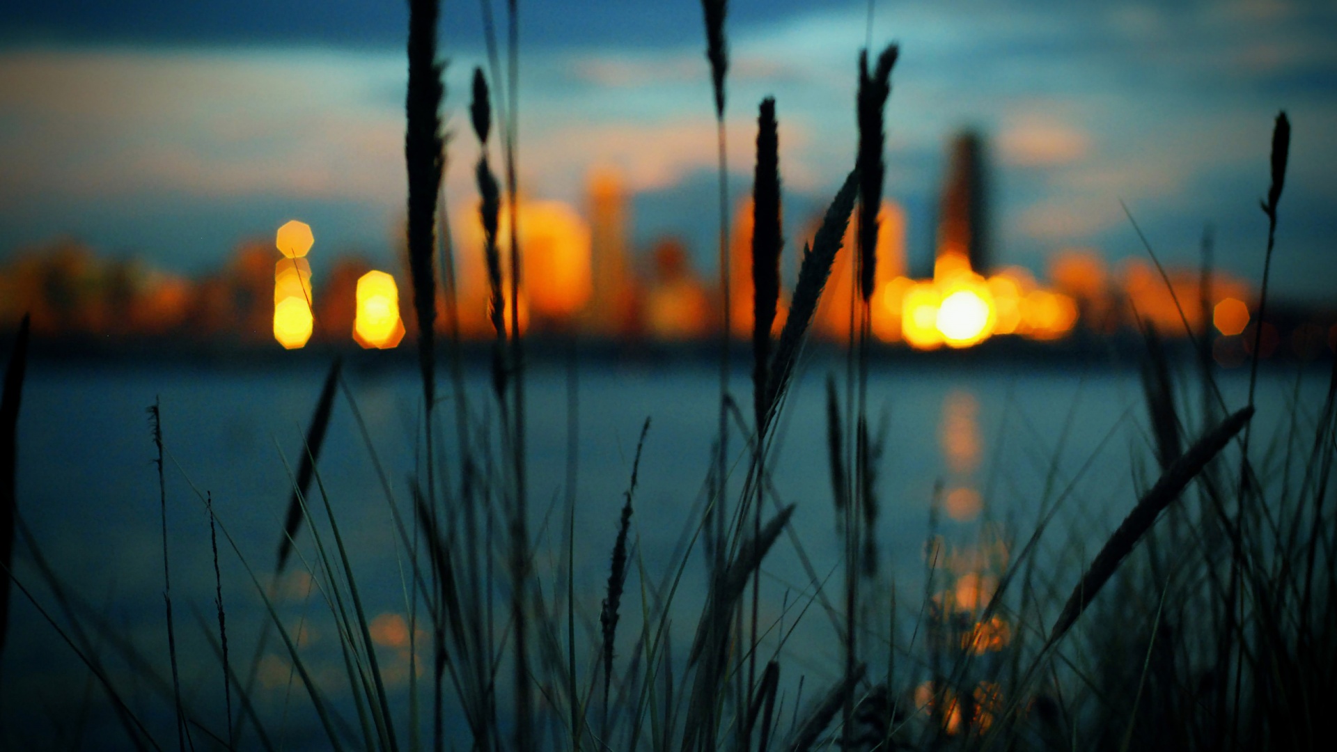 Камыш на фоне вечерних огней обои