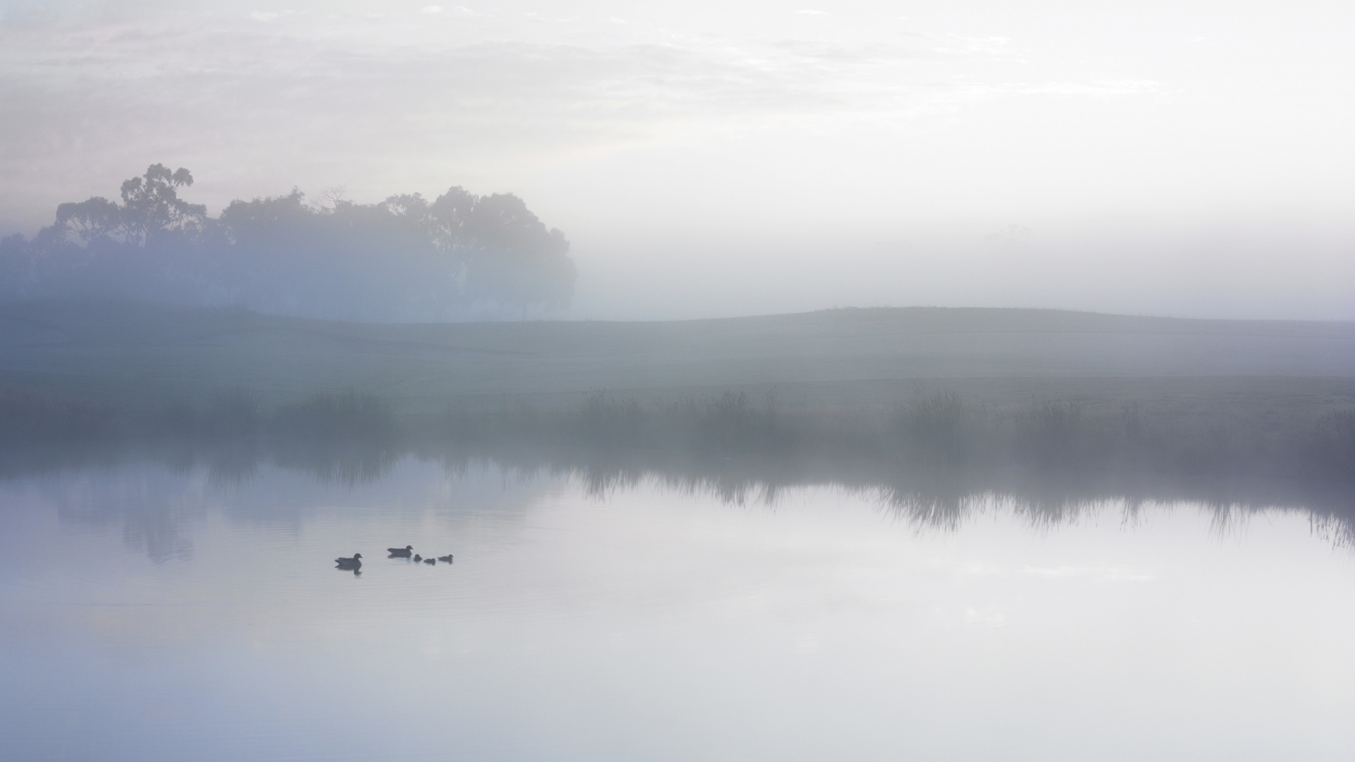 Ducks on a Misty Pond обои