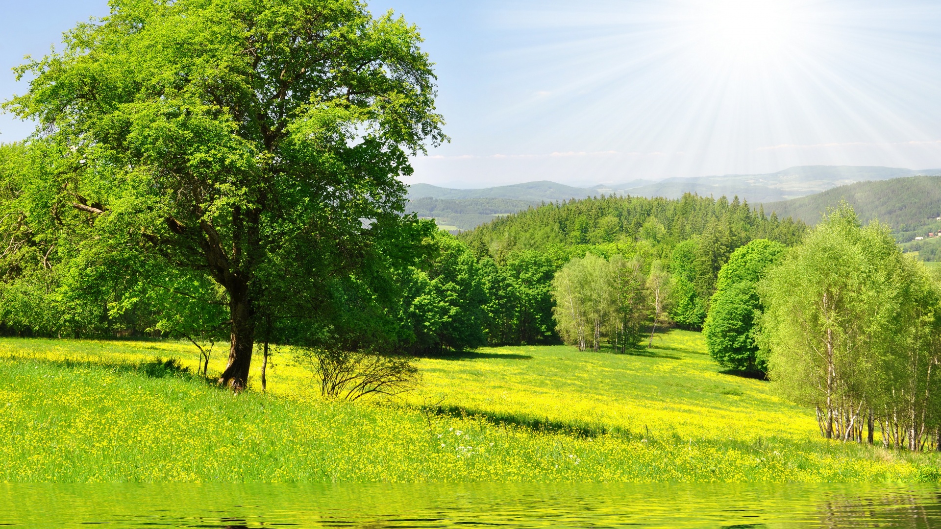 Дерево у воды обои