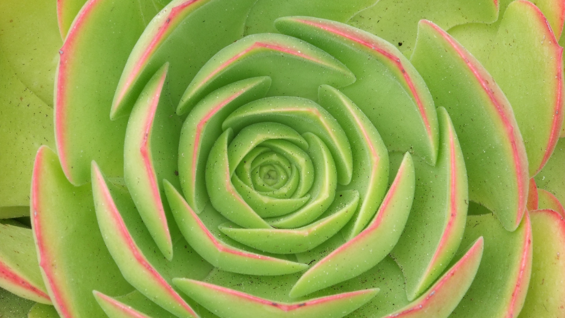 Зеленый цветок обои