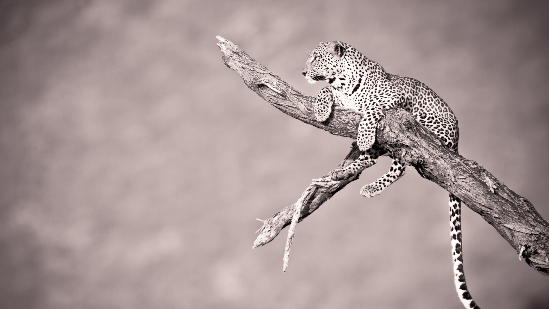 Ягуар на дереве обои