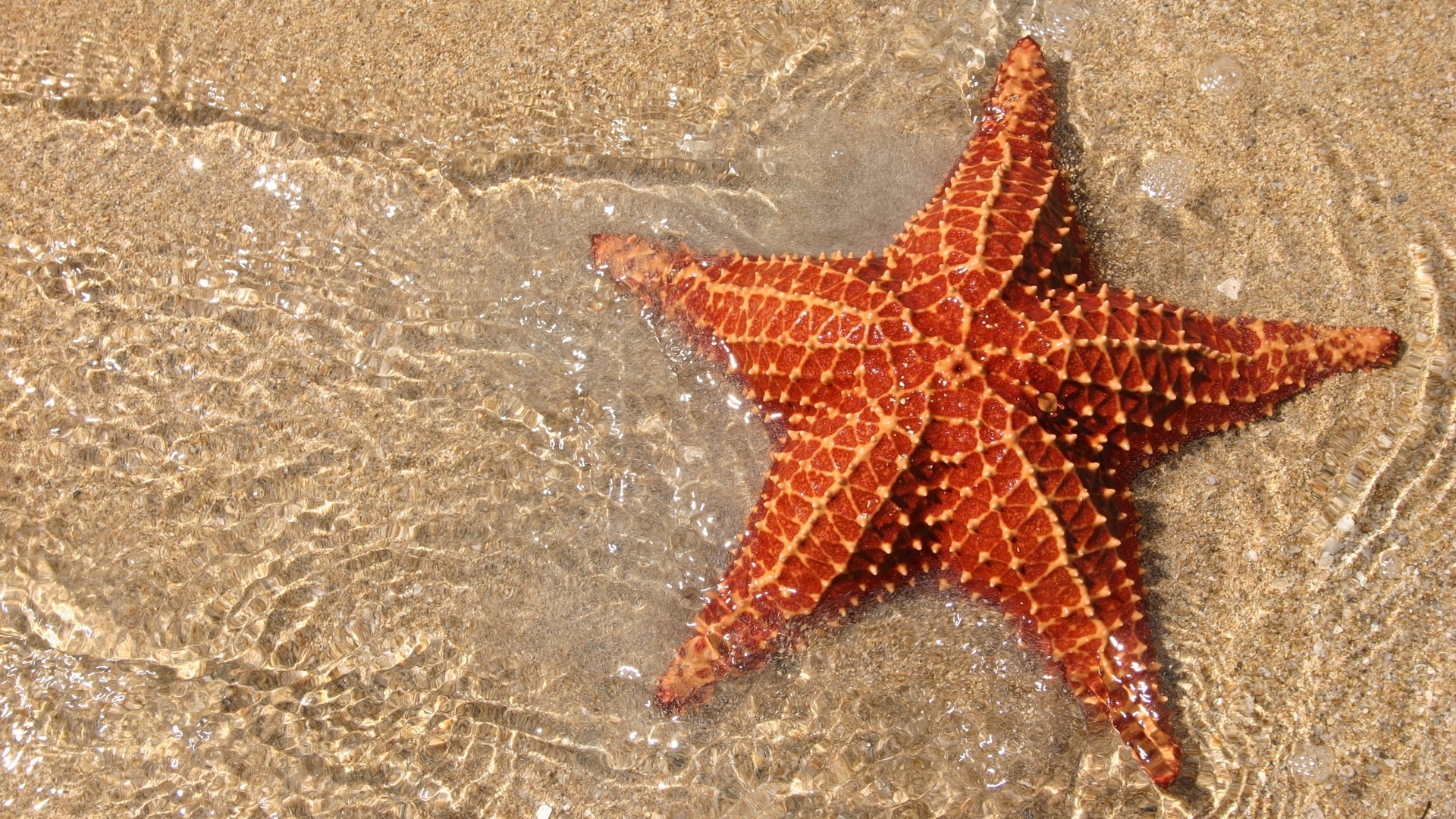 Морская звезда обои