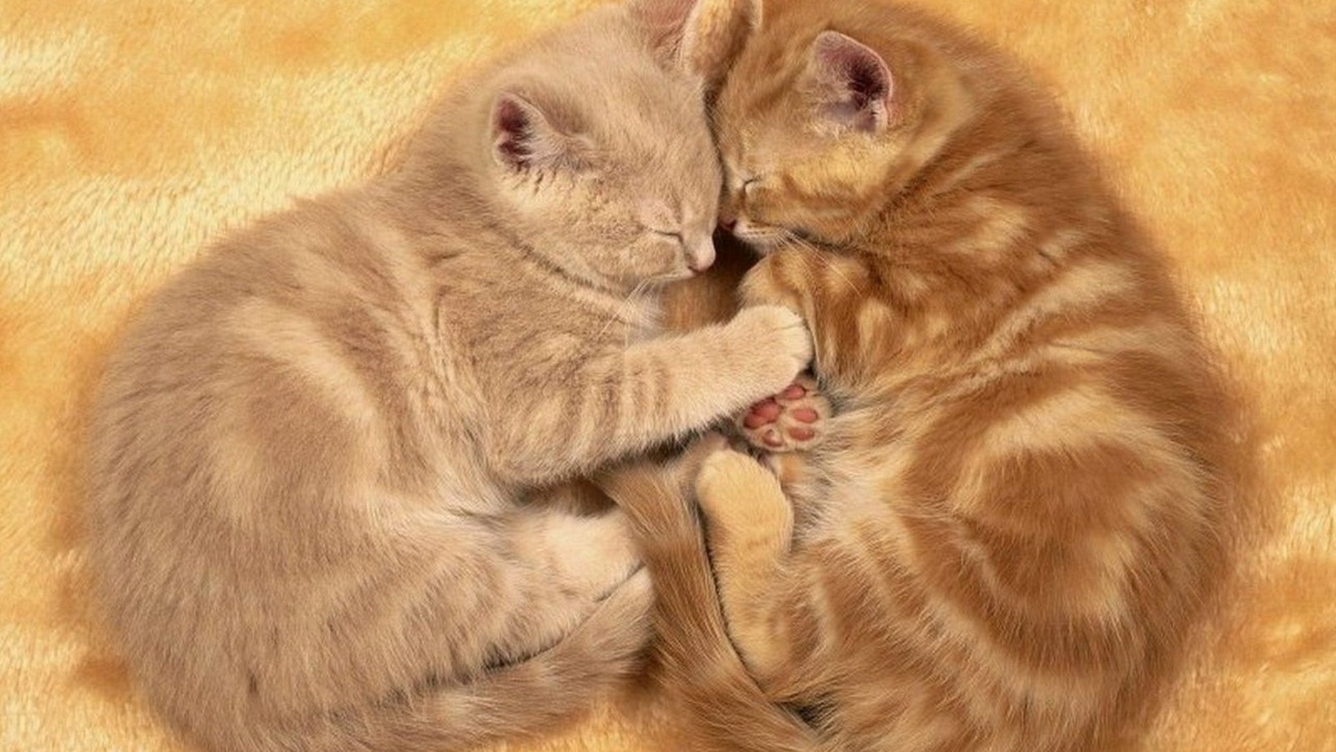 Рыжие котята в обнимку обои