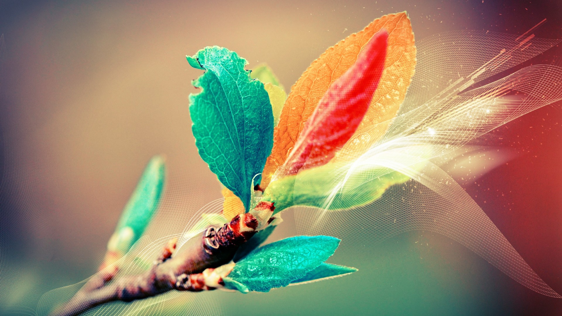 Разноцветные листья обои