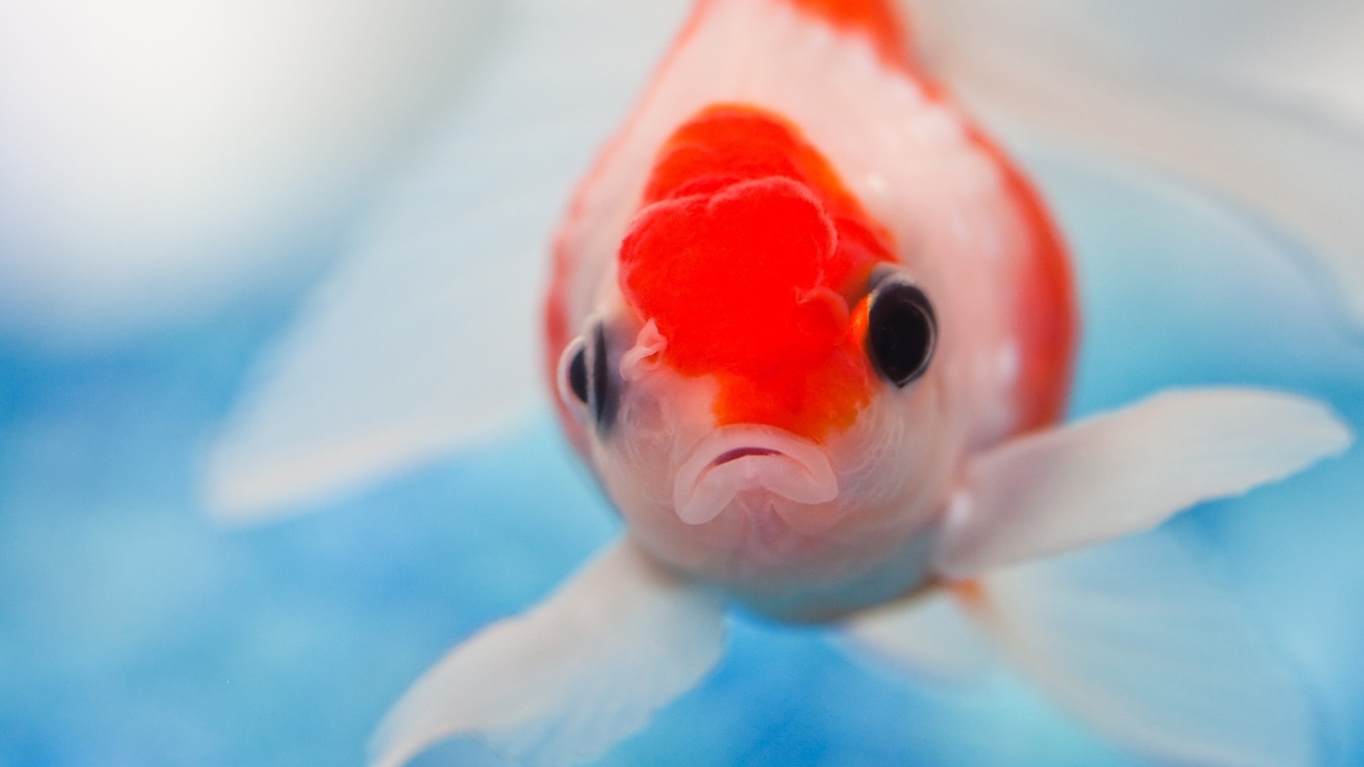 Аквариумная рыбка обои