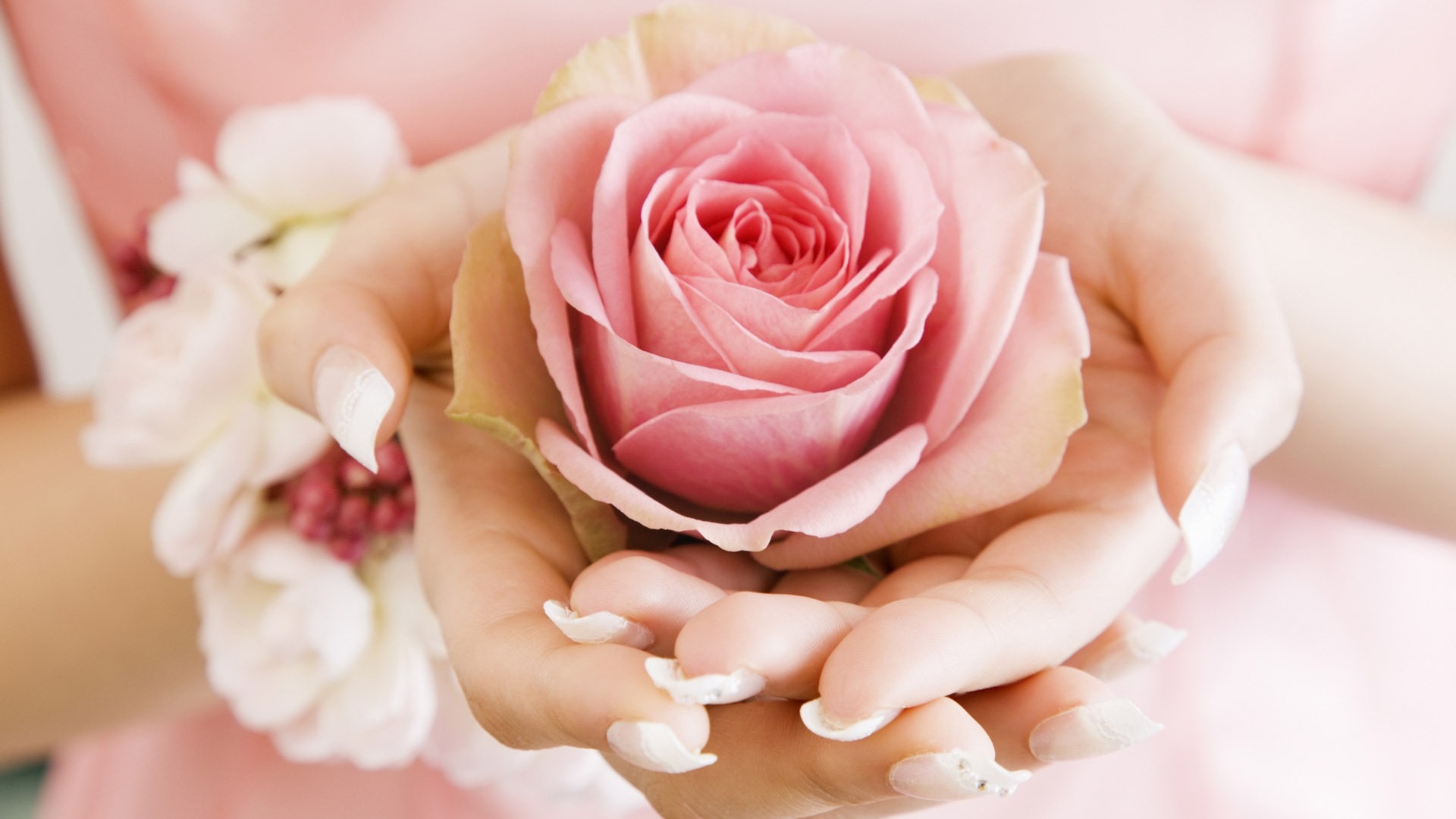 Роза в женских руках обои