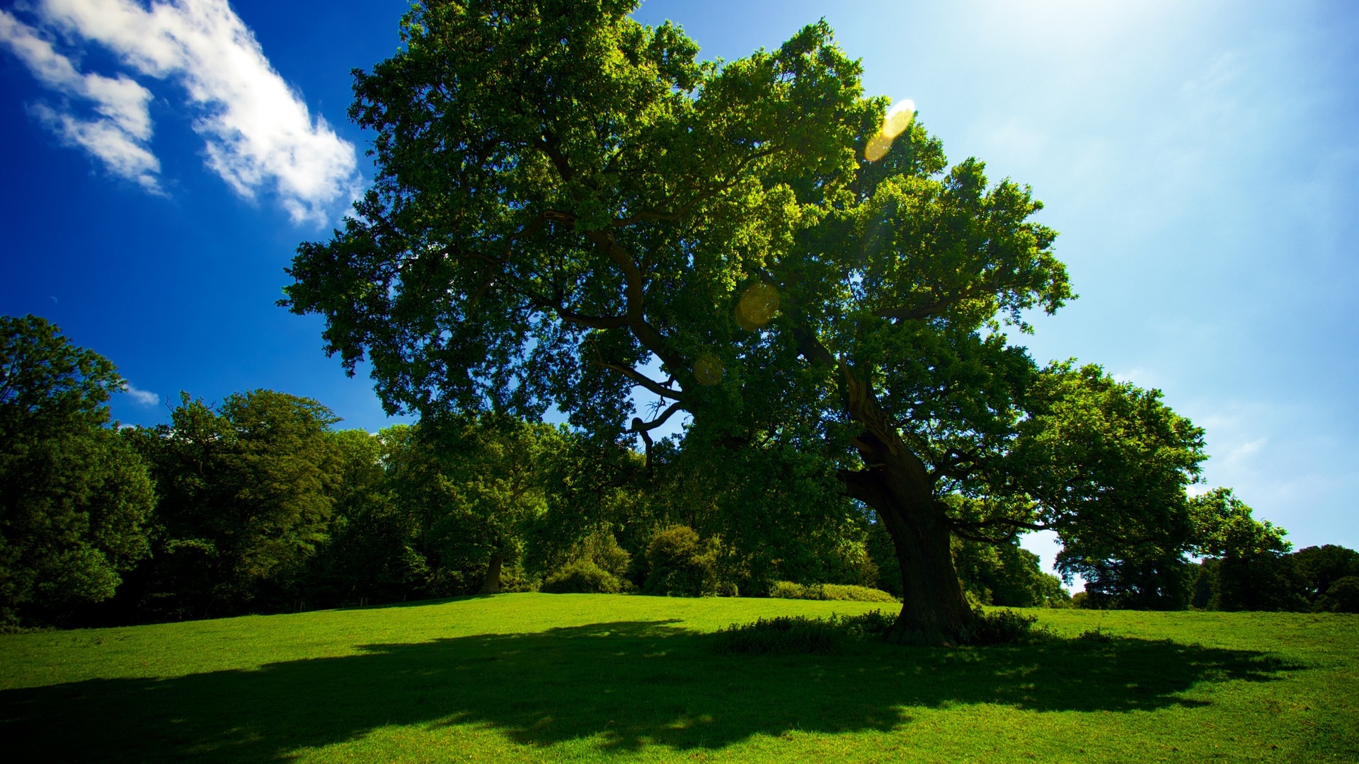 Большое зеленое дерево на лужайке обои