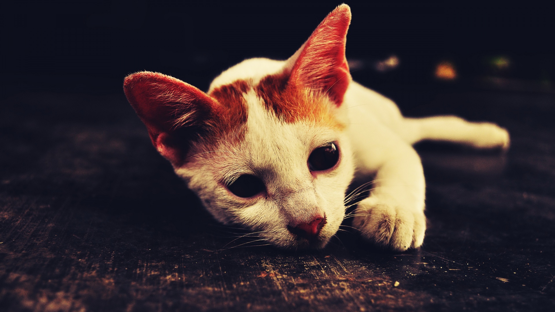 Белый кот на черном полу обои