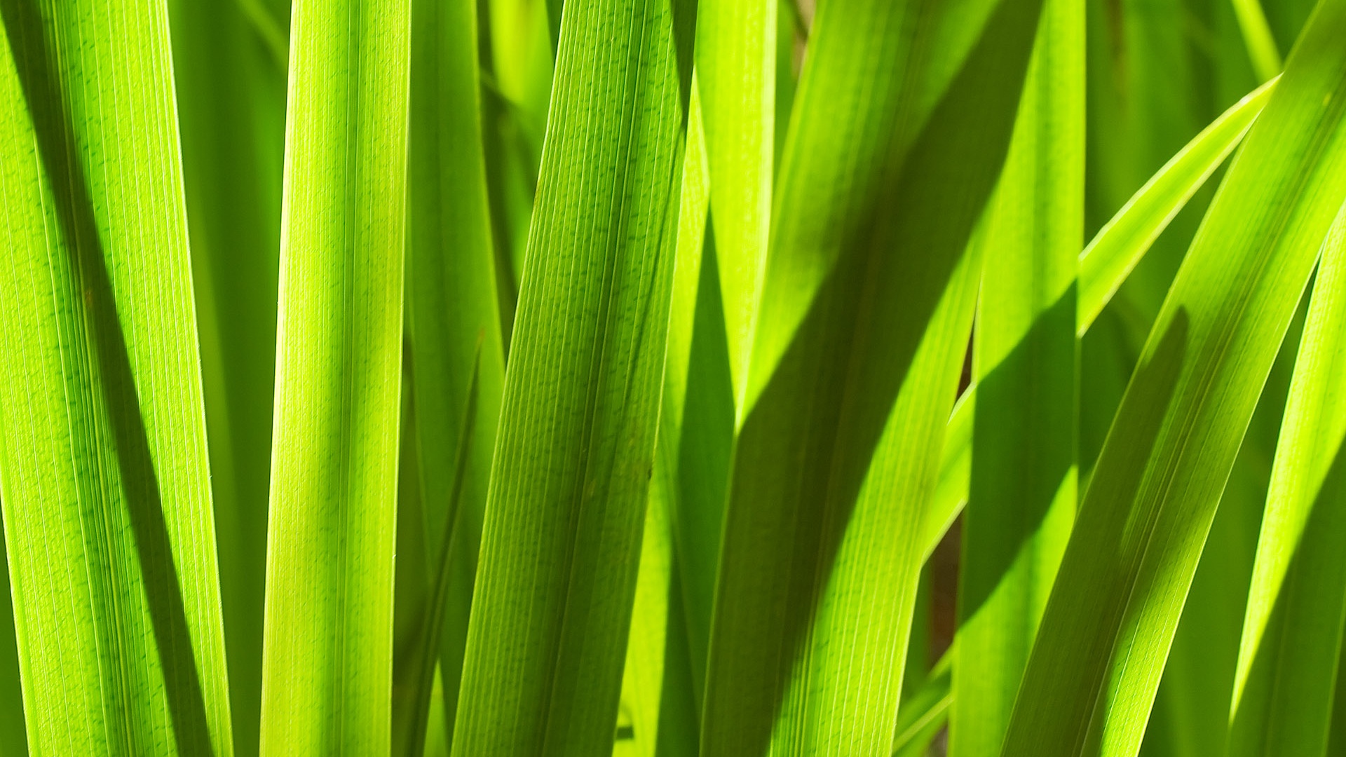 Стебли травы обои