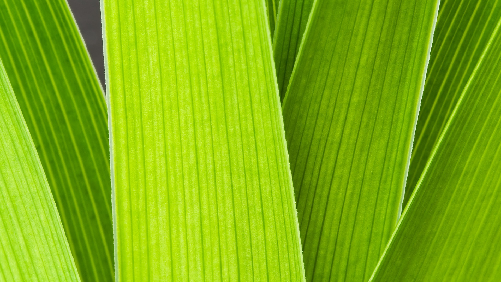 Стебли обои