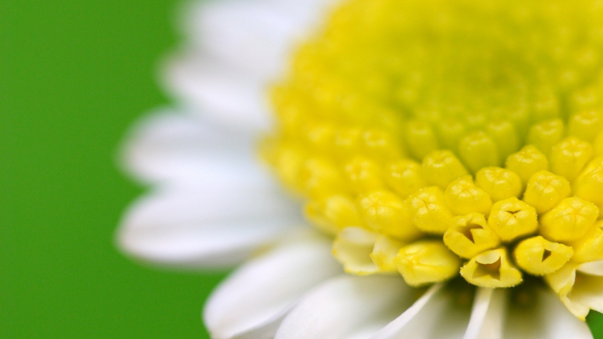 Хризантема обои