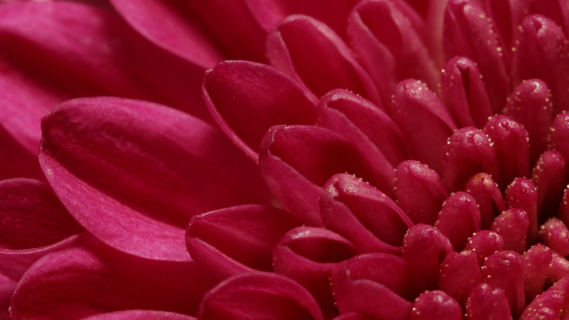 Лепестки хризантемы обои