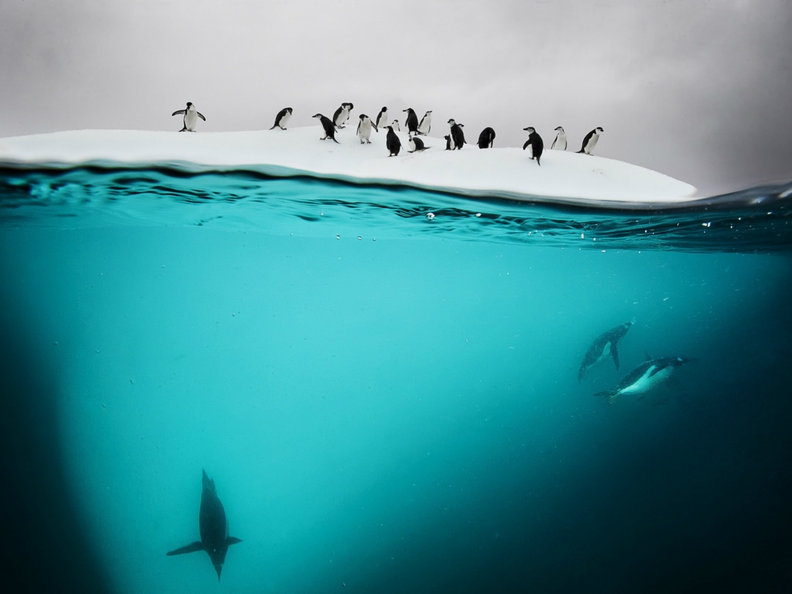 Пингвины обои