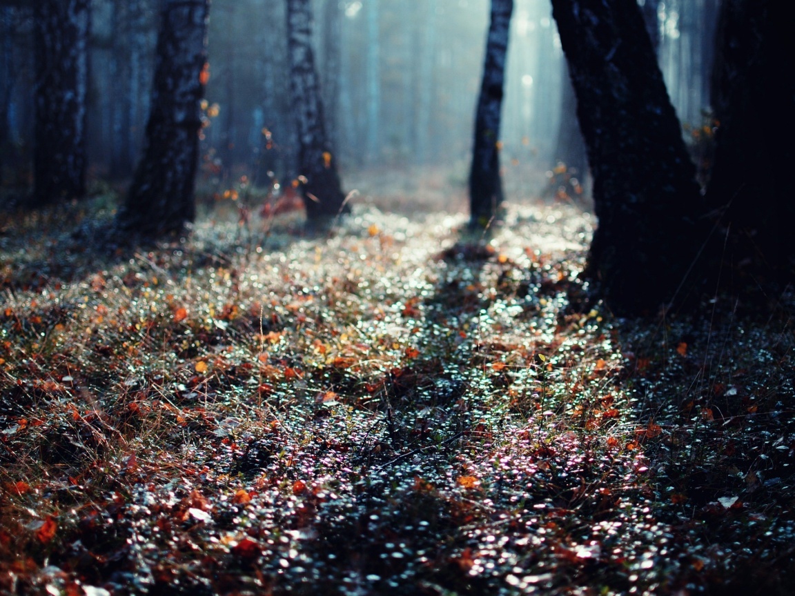 Лесная земля обои