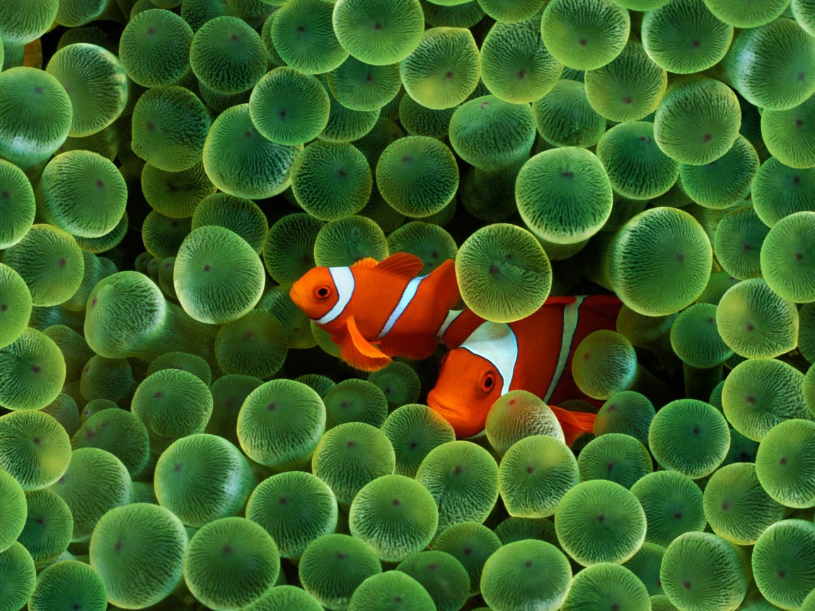 Рыбка клоун стандартные обои iPhone обои