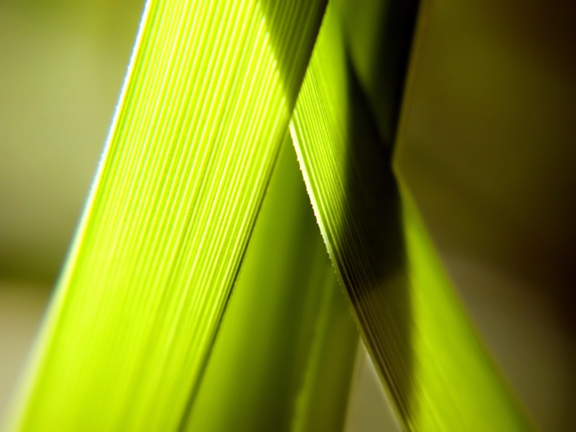 Травинки на свету обои