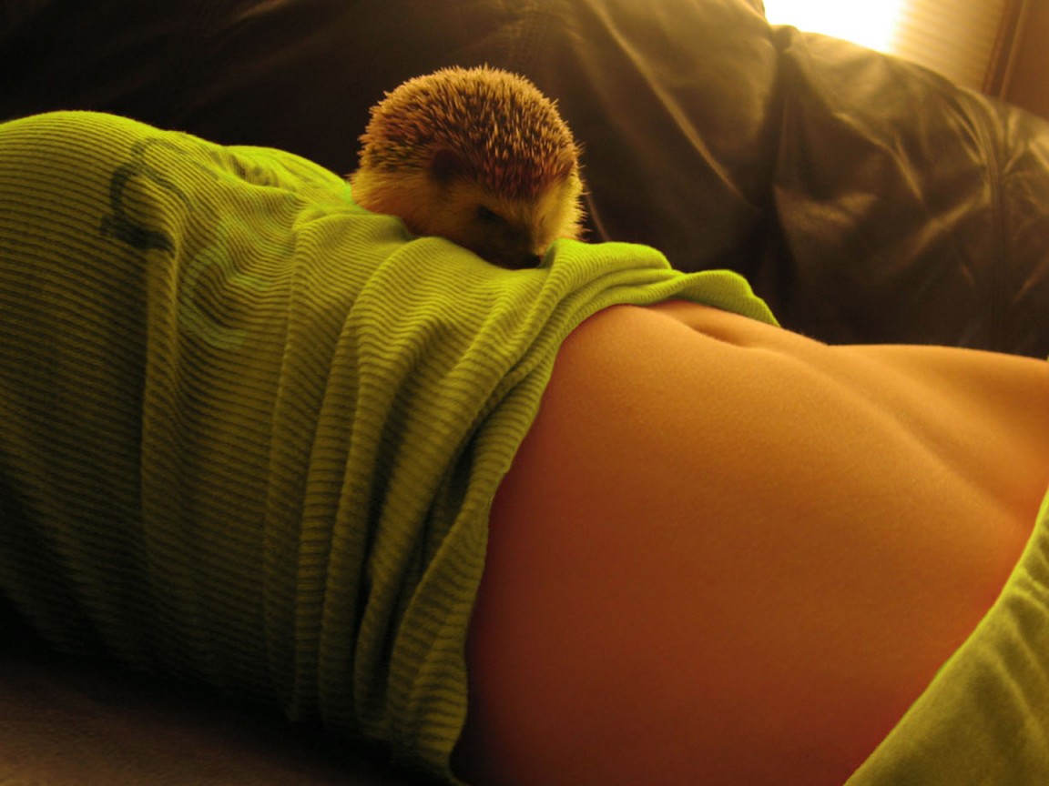 Девушка и ёжик обои