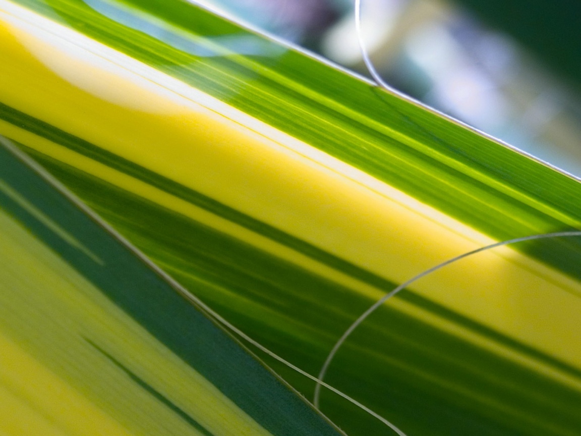 Желто-зеленые травинки обои