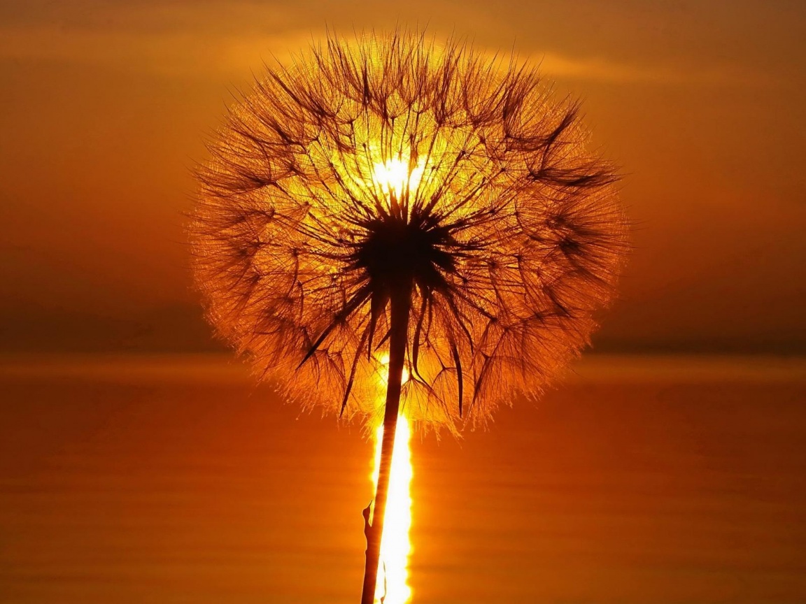 Одуванчик на закател обои