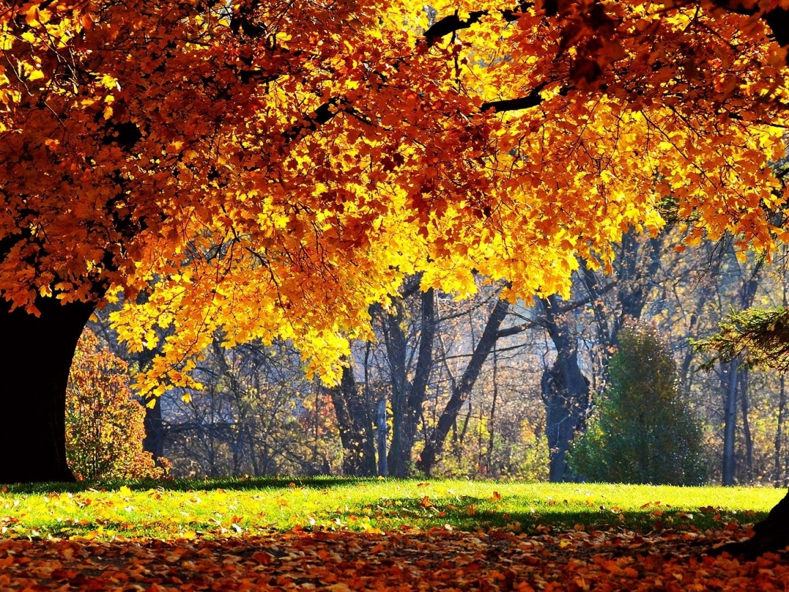 Размашистое осеннее дерево обои