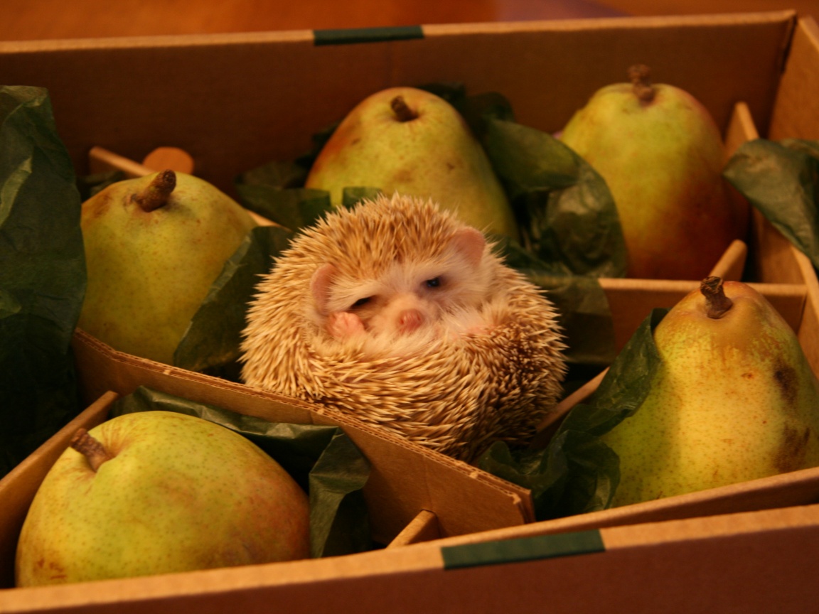Ёжик в грушах обои