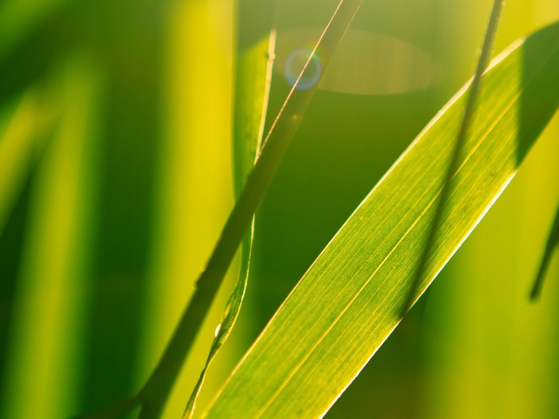 Яркая зелень обои