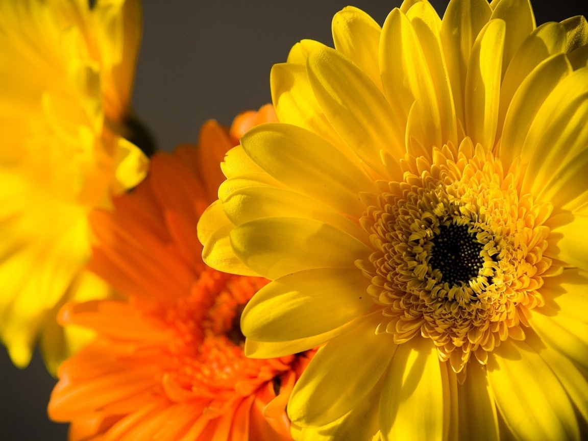 Желтый гербер обои