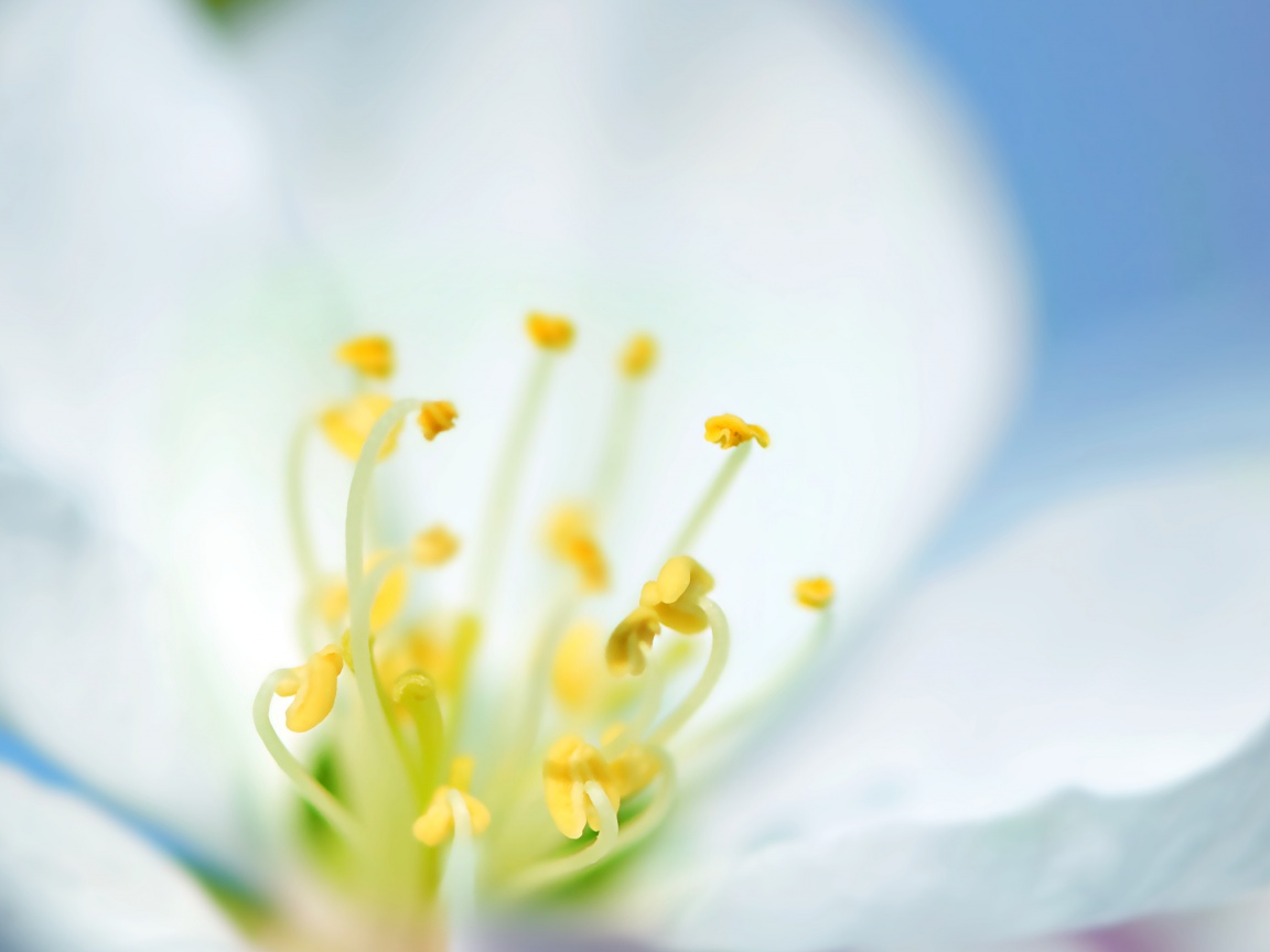 Желтые тычинки обои