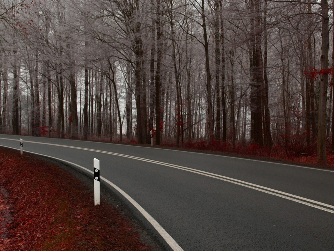 Дорога в осеннем лесу обои